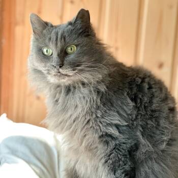 NAYLA -  British Longhair Cat for Adoption in New York, New York - NAYLA | PetCurious