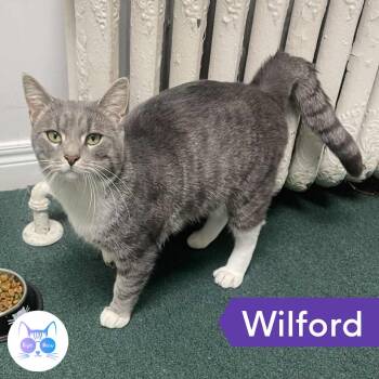 Rescue Domestic Short Hair Cats for Adoption in Penfield, New York - Wilford | PetCurious