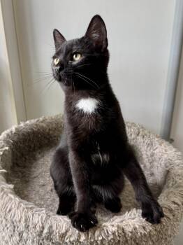 Dinky -  Domestic Short Hair Cat for Adoption in Ashland, Ohio - Dinky | PetCurious