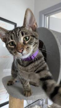 Fava -  Domestic Short Hair Cat for Adoption in Eureka, California - Fava | PetCurious