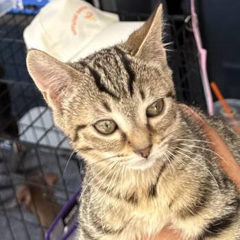Enid -  Domestic Short Hair Cat for Adoption in Chico, California - Enid | PetCurious