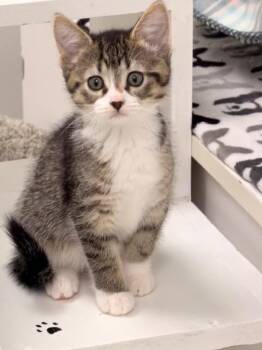 Domestic Short Hair Cats Available for Adoption in Allegan, Michigan - Nimbus * | PetCurious