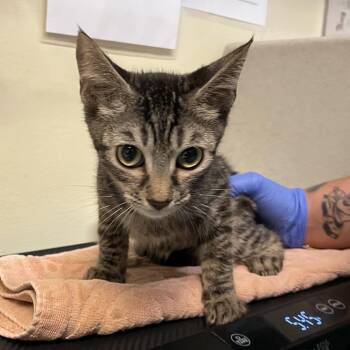 Fanta (Grape) -  Domestic Short Hair Cat for Adoption in Pasadena, California - Fanta (Grape) | PetCurious