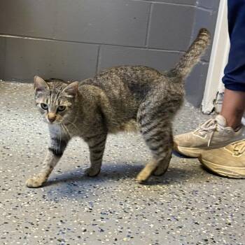TUSC-Stray-84618 -  Domestic Short Hair Cat for Adoption in Tuscaloosa, Alabama - TUSC-Stray-84618 | PetCurious