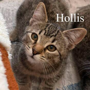 Hollis -  Domestic Short Hair Cat for Adoption in San Tan Valley, Arizona - Hollis | PetCurious