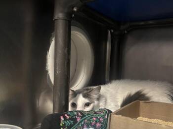 Greyson -  Domestic Short Hair Cat for Adoption in New York, New York - Greyson | PetCurious