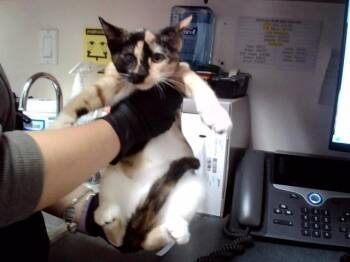 CORINE -  Domestic Short Hair Cat for Adoption in Martinez, California - CORINE | PetCurious