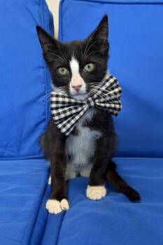 Widdle -  Domestic Short Hair Cat for Adoption in Plant City, Florida - Widdle | PetCurious