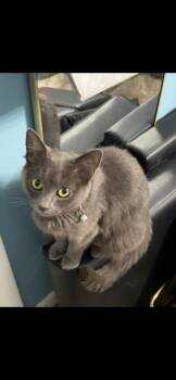 Rescue Domestic Short Hair Cats for Adoption in Waveland, Indiana - Bear | PetCurious