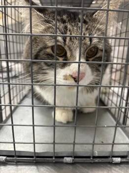 FATSO -  Domestic Medium Hair Cat for Adoption in Las Vegas, Nevada - FATSO | PetCurious