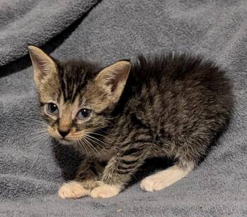 Deere 7.25.26 -  Domestic Short Hair Cat for Adoption in Apopka, Florida - Deere 7.25.26 | PetCurious