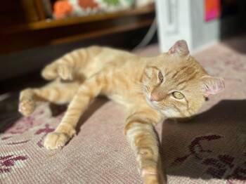Rescue Domestic Short Hair Cats for Adoption in New York, New York - Bodega | PetCurious