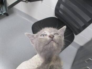 A382827 -  Domestic Short Hair Cat for Adoption in Ocala, Florida - A382827 | PetCurious