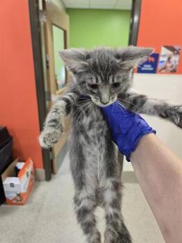 LOPEZ -  Domestic Short Hair Cat for Adoption in Louisville, Kentucky - LOPEZ | PetCurious