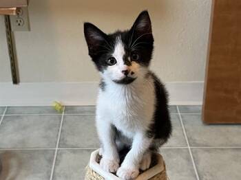 PINTO -  Domestic Short Hair Cat for Adoption in Colorado Springs, Colorado - PINTO | PetCurious