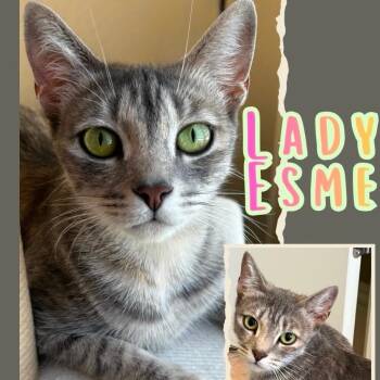 Lady Esme -  Domestic Short Hair Cat for Adoption in Orangevale, California - Lady Esme | PetCurious