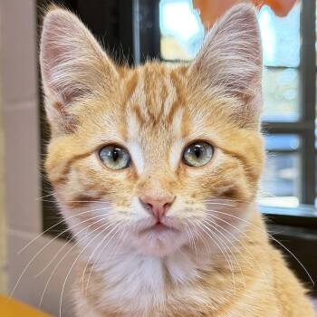 Cheddar -  Domestic Short Hair Cat for Adoption in Jefferson, Wisconsin - Cheddar | PetCurious