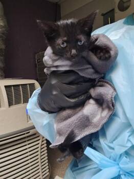 LUPINE -  Domestic Short Hair Cat for Adoption in Colorado Springs, Colorado - LUPINE | PetCurious