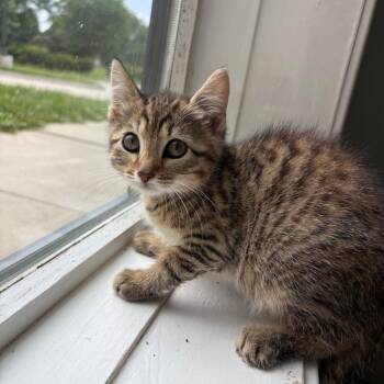 Gloria -  Domestic Short Hair Cat for Adoption in West Des Moines, Iowa - Gloria | PetCurious