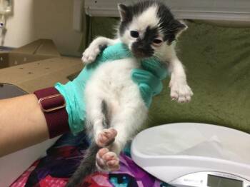 Domestic Short Hair Cats Available for Adoption in Riverside, California - PETER | PetCurious