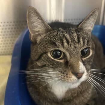 Kujo -  Domestic Short Hair Cat for Adoption in Sarasota, Florida - Kujo | PetCurious