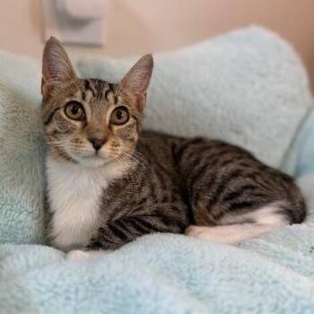 Domestic Short Hair and Tabby Cats Available for Adoption - Pixie Perfection | PetCurious