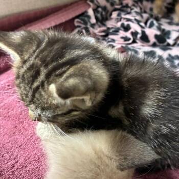 Domestic Short Hair Cats Available for Adoption in Yuma, Arizona - Han | PetCurious