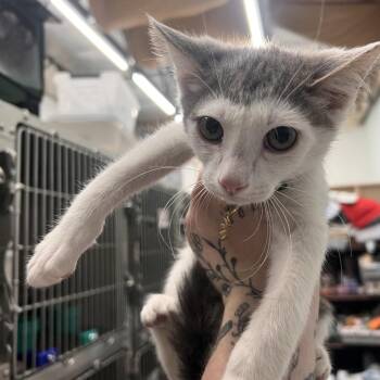 Bryce -  Domestic Short Hair Cat for Adoption in Las Vegas, Nevada - Bryce | PetCurious