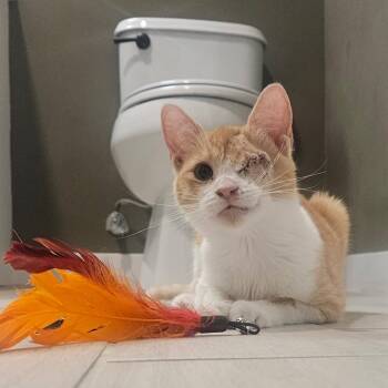 Domestic Short Hair Cats Available for Adoption - Chestnut | PetCurious