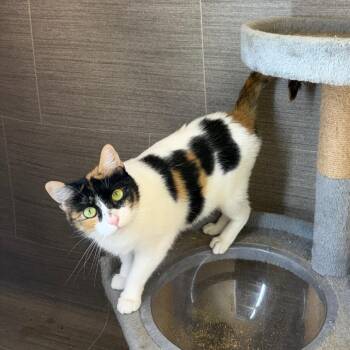 Domestic Short Hair Cats Available for Adoption in Fredericksburg, Virginia - CM Punk | PetCurious