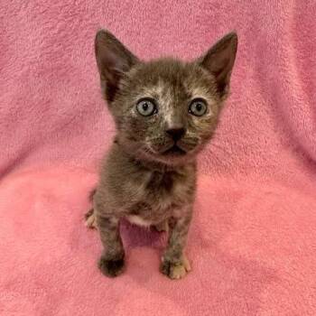 Lemming -  Domestic Short Hair Cat for Adoption in Los Angeles, California - Lemming | PetCurious