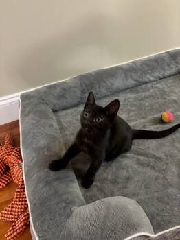 Rescue Domestic Short Hair Cats for Adoption in Johnson City, Tennessee - Ross | PetCurious