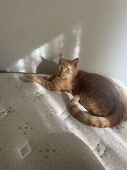 Domestic Short Hair Cats Available for Adoption - Freddy Spaghetti | PetCurious