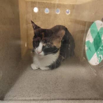 Gretchen The Great -  Domestic Short Hair Cat for Adoption in Philadelphia, Pennsylvania - Gretchen The Great | PetCurious