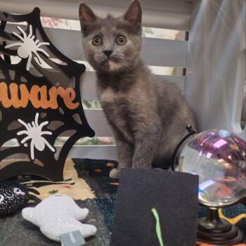 Dustin -  Domestic Short Hair Cat for Adoption in Lynchburg, Virginia - Dustin | PetCurious