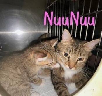 Domestic Medium Hair and Tabby Cats Available for Adoption in Ruskin, Florida - NuNu | PetCurious