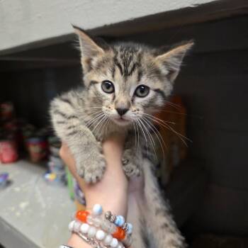 Domestic Short Hair Cats Available for Adoption in Corinth, Mississippi - Moxie | PetCurious