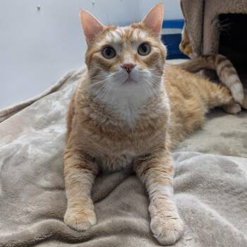 RuPaul -  Domestic Short Hair Cat for Adoption in Puslinch, Ontario - RuPaul | PetCurious