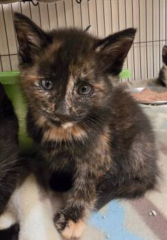 Turtle -  Domestic Short Hair Cat for Adoption in Blountville, Tennessee - Turtle | PetCurious
