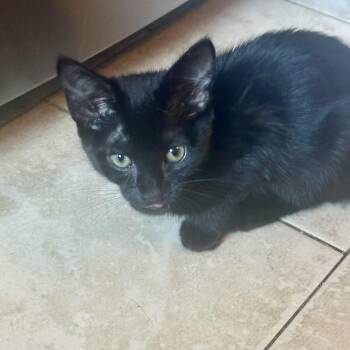 GQ -  Domestic Short Hair Cat for Adoption in Richmond, Virginia - GQ | PetCurious