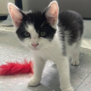 Lambo -  Domestic Short Hair Cat for Adoption in New Philadelphia, Ohio - Lambo | PetCurious