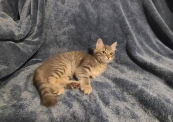 Cypress -  Maine Coon and Domestic Medium Hair Cat for Adoption in San Tan Valley, Arizona - Cypress | PetCurious