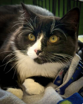 Rescue Domestic Medium Hair Cats for Adoption in Oradell, New Jersey - Luna | PetCurious