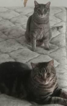 Simba and Rocky -  Domestic Short Hair Cat for Adoption in Mayfield, New York - Simba And Rocky | PetCurious