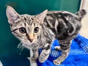 Nubby / Tiger Tail -  Tabby Cat for Adoption in Powell, Ohio - Nubby / Tiger Tail | PetCurious
