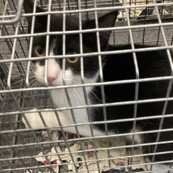 Montgomery kitty 121 -  Domestic Short Hair Cat for Adoption in Montgomery, Alabama - Montgomery Kitty 121 | PetCurious
