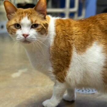 Chubs -  Domestic Short Hair Cat for Adoption in Pittsford, Vermont - Chubs | PetCurious