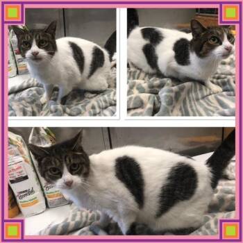GENEVIEVE -  Domestic Short Hair Cat for Adoption in Buckhannon, West Virginia - GENEVIEVE | PetCurious
