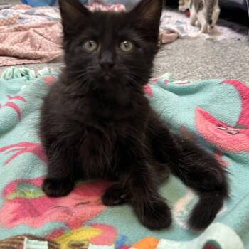 Garrett (ID 51758) -  Domestic Medium Hair Cat for Adoption in Manassas, Virginia - Garrett (ID 51758) | PetCurious