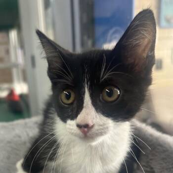 Penny -  Domestic Short Hair Cat for Adoption in West Point, Mississippi - Penny | PetCurious